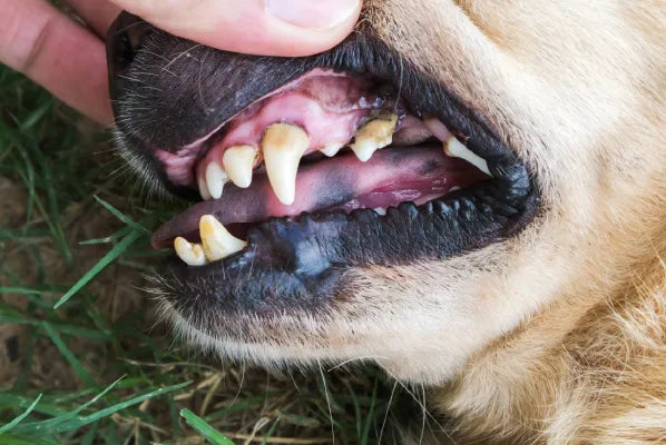 Naturalna Higiena Zębów Psa