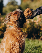 KokoBundle -  Zestaw Zabawek dla Psów z Włókna Kokosowego