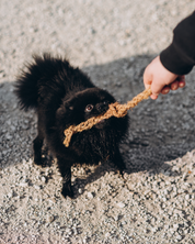 KokoBundle -  Zestaw Zabawek dla Psów z Włókna Kokosowego