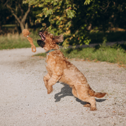 KokoFetch - Piłka z Włókna Kokosowego z Rączką | Do Rzucania i Szarpania | Eko Zabawka Bez Toksyn