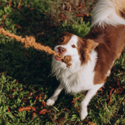 KokoTwist - Naturalna Zabawka z Włókna Kokosowego | Pleciony Warkocz z Węzłami | Eko szarpak dla Psów S/M/XL