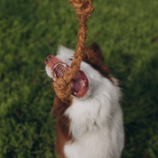 KokoTwist - Naturalna Zabawka z Włókna Kokosowego | Pleciony Warkocz z Węzłami | Eko szarpak dla Psów S/M/XL