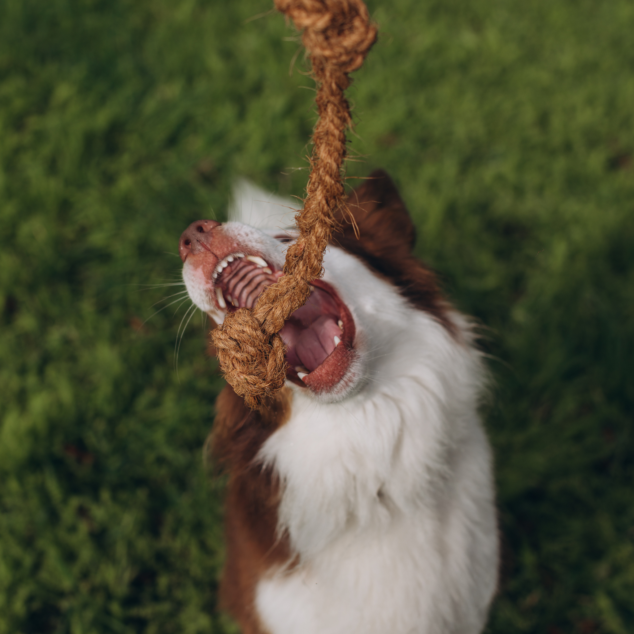 KokoTwist - Naturalna Zabawka z Włókna Kokosowego | Pleciony Warkocz z Węzłami | Eko szarpak dla Psów S/M/XL