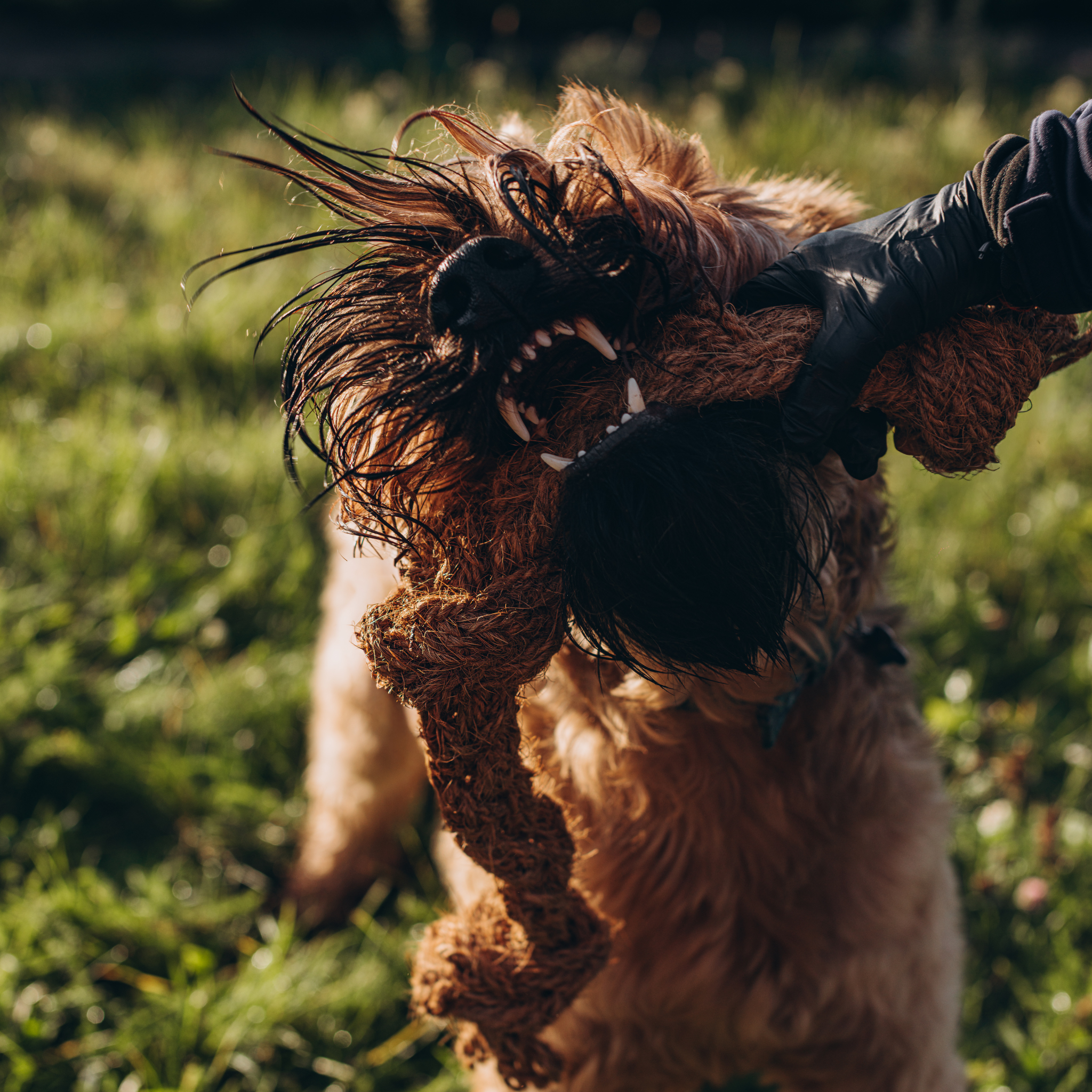 KokoTwist - Naturalna Zabawka z Włókna Kokosowego | Pleciony Warkocz z Węzłami | Eko szarpak dla Psów S/M/XL