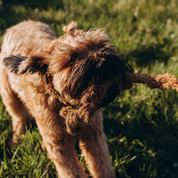 KokoTwist - Naturalna Zabawka z Włókna Kokosowego | Pleciony Warkocz z Węzłami | Eko szarpak dla Psów S/M/XL