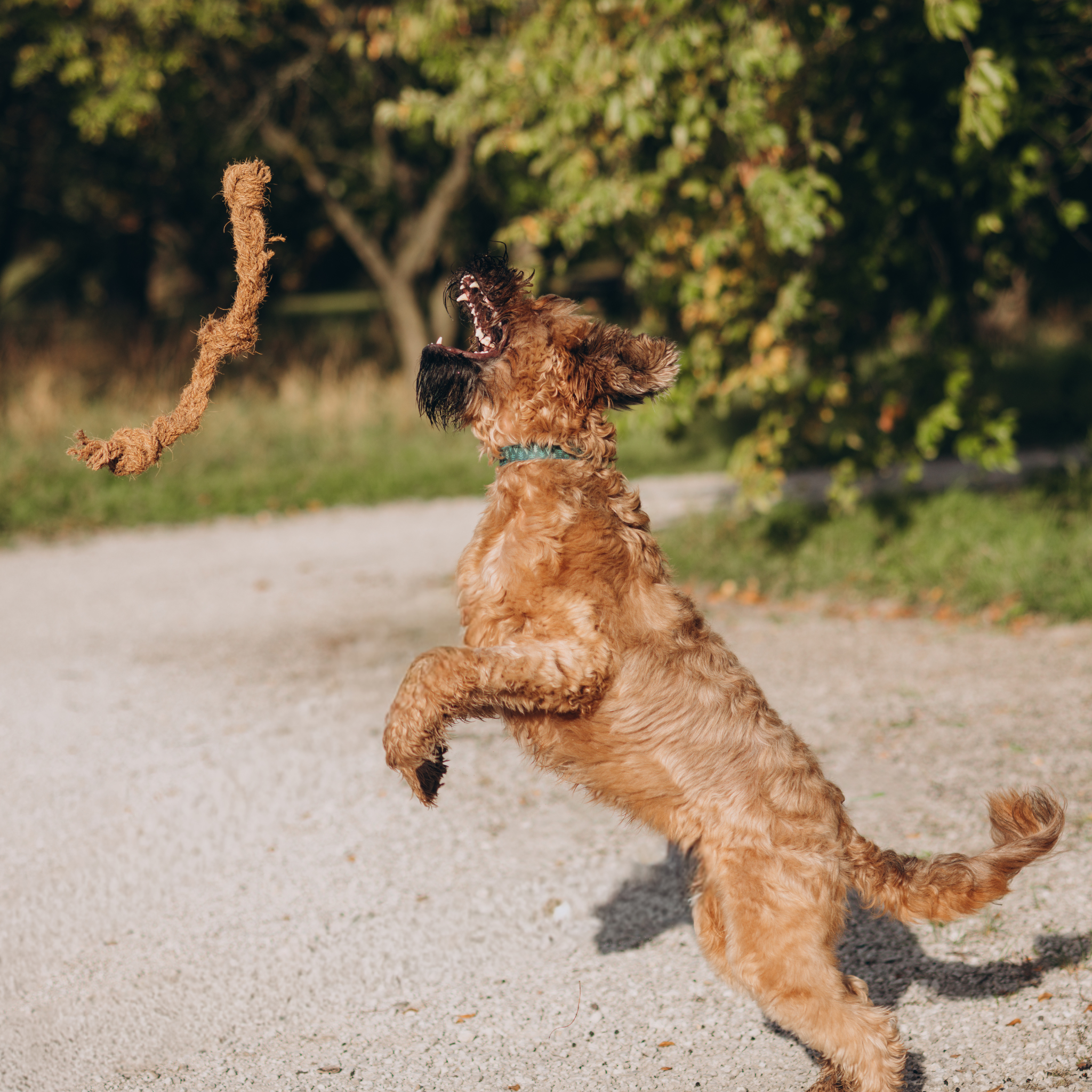 KokoTwist - Naturalna Zabawka z Włókna Kokosowego | Pleciony Warkocz z Węzłami | Eko szarpak dla Psów S/M/XL