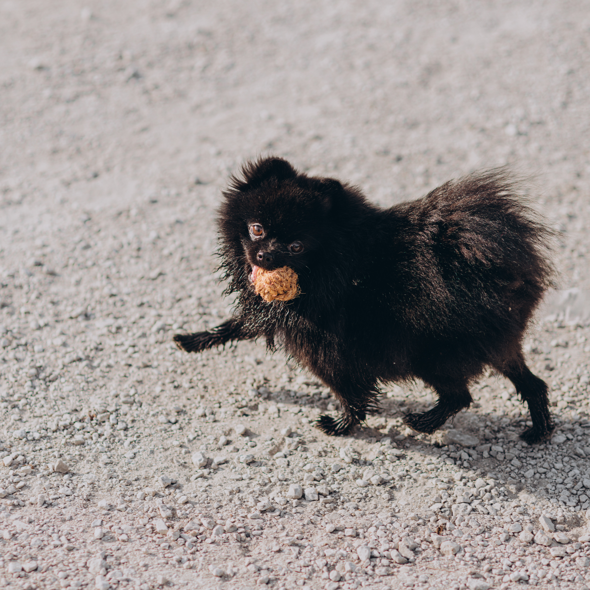 KokoBall - Ręcznie Pleciona Piłka z Włókna Kokosowego | Biodegradowalna Zabawka dla Psa | EKO